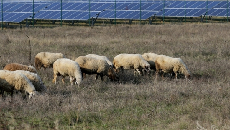 ОДБХ Стара Загора дари месото от 18 конфискувани овце