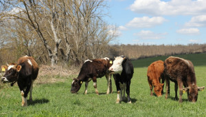 На 10 декември се очакват националните субсидии за говеда и биволи - Agri.bg