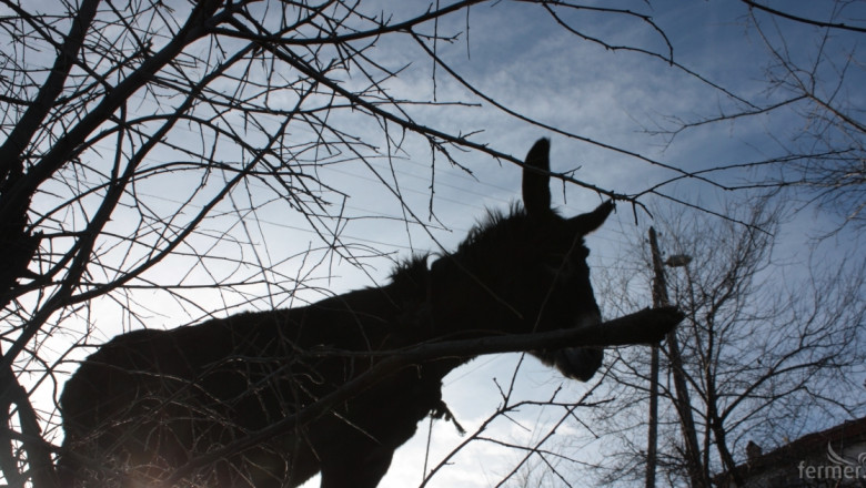 Танева: Наличието на магарета няма да осигури ползване на пасища