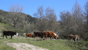 Ограничено е движението на животни по границата с Гърция заради нодуларен дерматит - Agri.bg