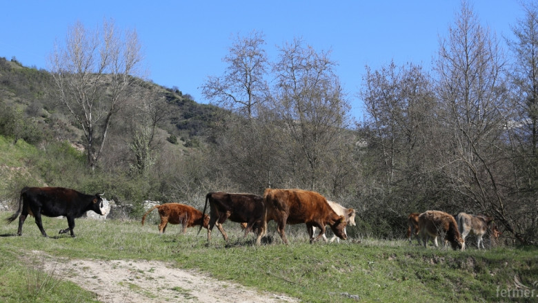 Ограничено е движението на животни по границата с Гърция заради нодуларен дерматит