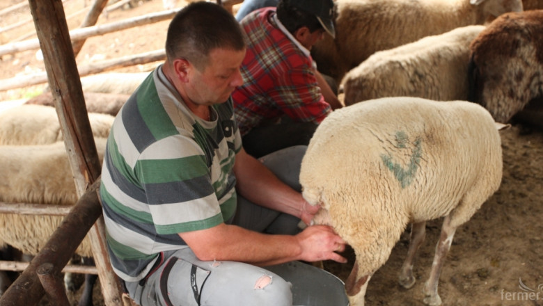 България ще произведе повече овче и козе мляко през 2015 г. 