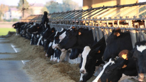 Южен централен район е водещ при производството на мляко у нас - Agri.bg