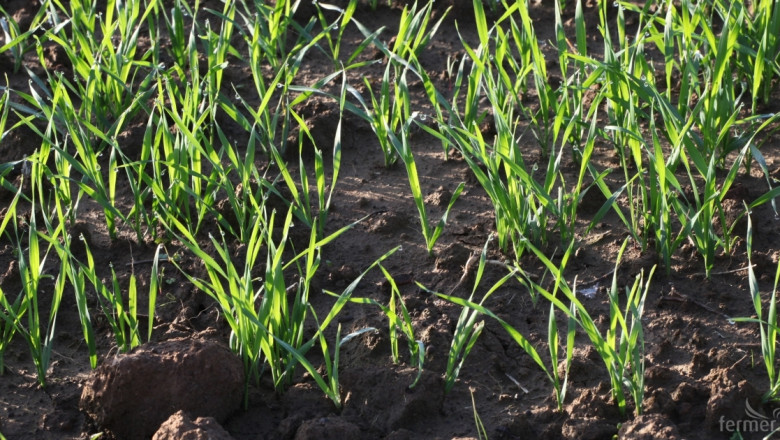 Тежки проблеми с пшеницата за реколта 2016 удариха Украйна и части на Русия