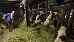 Активни огнища на туберкулоза по кравите има в 8 села на област Разград - Agri.bg