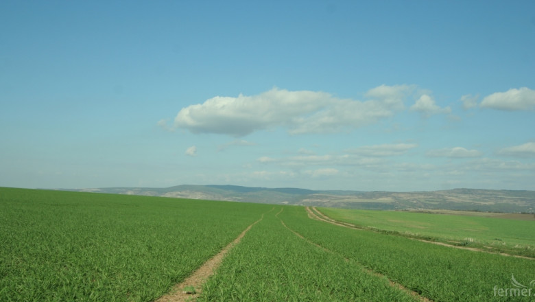С близо 20% повече площи с пшеница засяха в Ловешко 