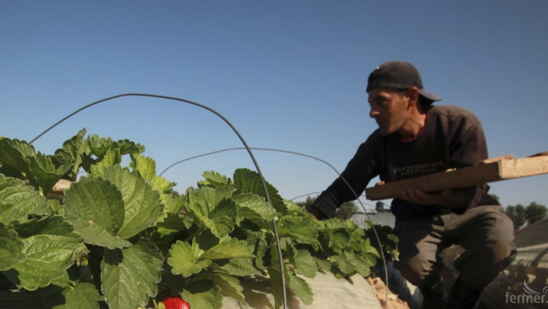Испания търси работници за бране на ягоди от България