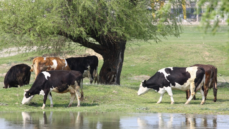 Съветът по животновъдство в Кюстендил ще заседава на 27 ноември