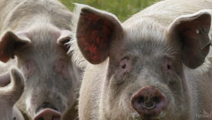 150 прасета, оборудване и фураж изгоряха при пожар в свинеферма