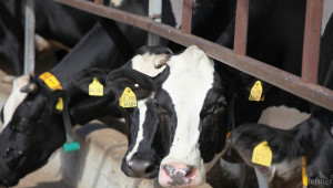 От 23 ноември ДФЗ ще приема документи за извънредна субсидия за мляко (НАРЕДБА)