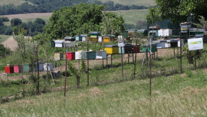 Над 2000 пчелари кандидатстват за подпомагане по Пчеларската програма