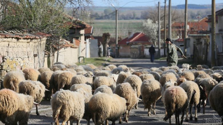 Николай Кръстанов: Само европейско лоби може да защити овцевъдите! (ВИДЕО)