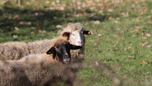 Правилното хранене е в основата на успешното овцевъдство (АНАЛИЗ) - Agri.bg