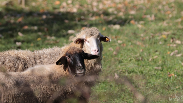 Правилното хранене е в основата на успешното овцевъдство (АНАЛИЗ)