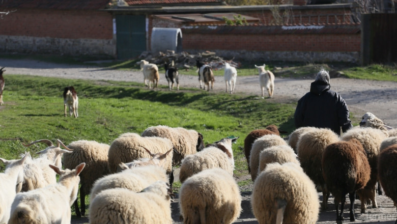 Янка Попова: Овцевъдите не са доволни от решението за по-високи осигуровки!