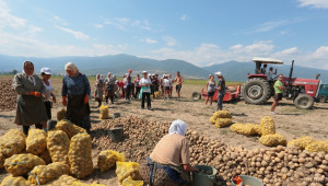 Разсрочват нисколихвените кредити за производство на картофи - Agri.bg