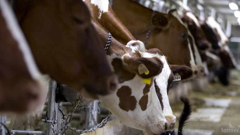 От 16 ноември се кандидатства за извънредна субсидия за мляко (ПРОЕКТ НА НАРЕДБА)