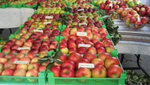 Най-качествените ябълки и круши от северна България отиват на румънския пазар - Agri.bg