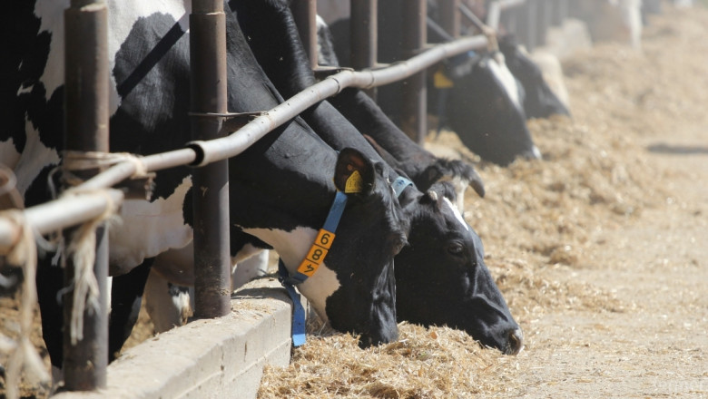 ДФЗ преведе 76 млн. лв. за крави, овце и кози по схемите за обвързана подкрепа