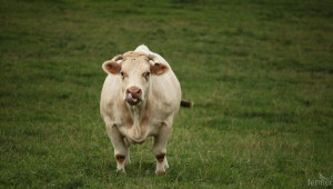 Канада отваря пазара си за говеждо месо от ЕС - Agri.bg