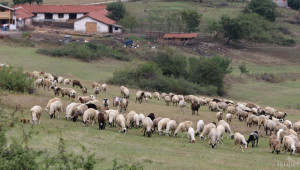 Субсидиите по националната помощ за овце и кози майки вече са по сметките! (ОБНОВЕНА) - Agri.bg