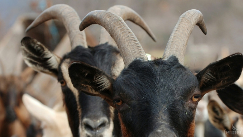Почти 40 млн.лв. преведе ДФЗ за ден като преходна помощ за овце и кози