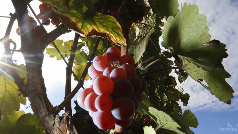 Цветелина Николова: Искаме равнопоставеност за лозаро-винарите в ПРСР (ОБНОВЕНА)