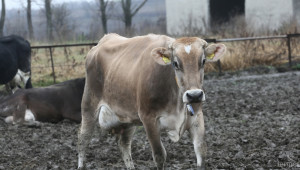ДФЗ: Тръгват субсидиите за животновъди по схемите за обвързана подкрепа - Agri.bg