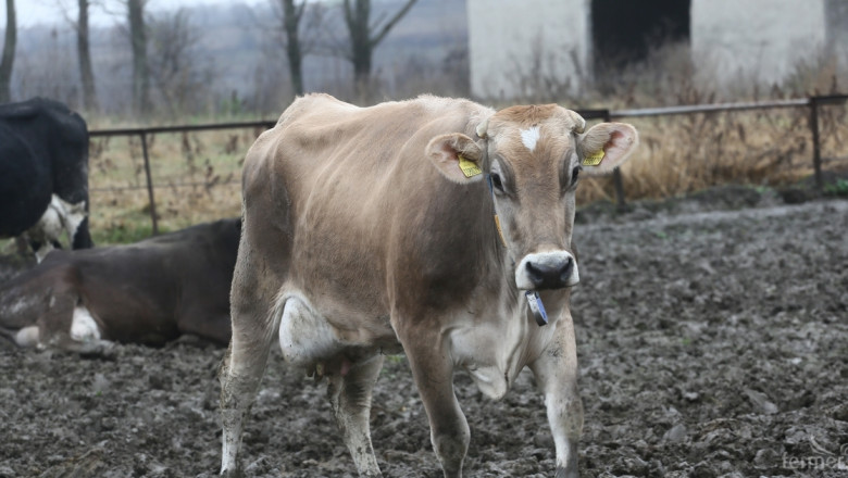 ДФЗ: Тръгват субсидиите за животновъди по схемите за обвързана подкрепа