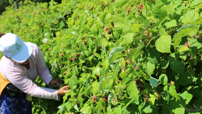 В Ловешка област най-много еднодневни договори има за бране на малини