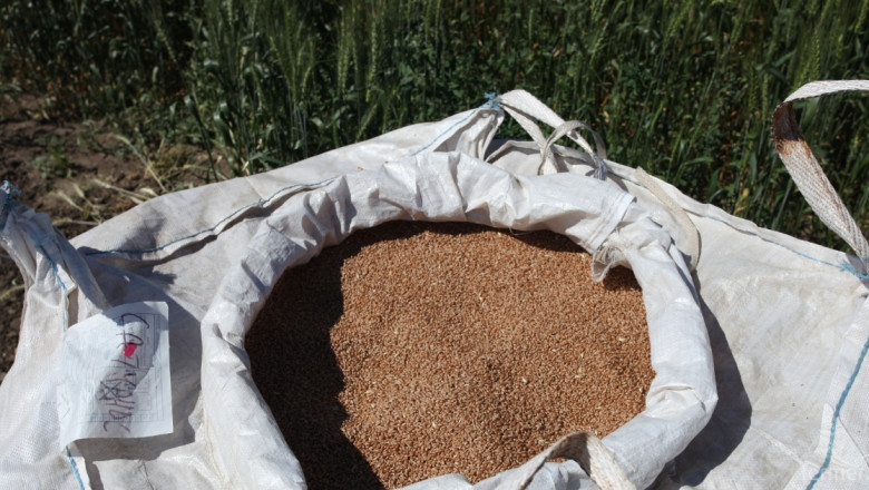 Търсенето на български сортове пшеница спада критично (ОБНОВЕНА)