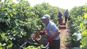 Реколтата от грозде 2015 може да достигне 280 000 тона - Agri.bg