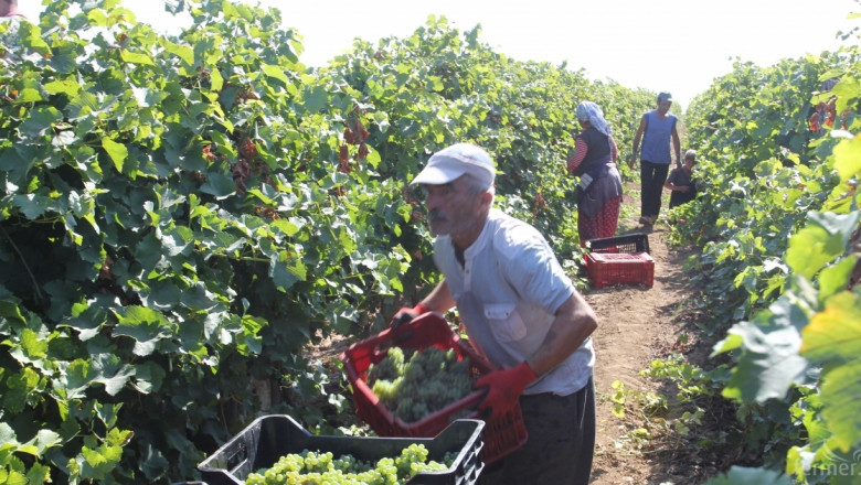 Реколтата от грозде 2015 може да достигне 280 000 тона