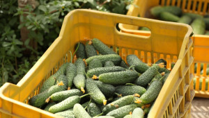 Изнасянето на плодове и зеленчуци от България за Гърция- без сертификати за качество - Agri.bg