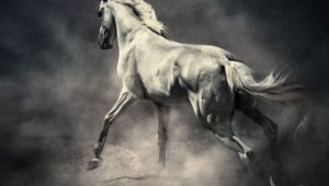 Българин представя нова книга-албум показваща красотата на конете (СНИМКИ+ВИДЕО) - Agri.bg