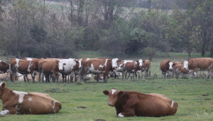 Над 26 000 животновъди ще получат субсидии за 2015 г. - Agri.bg