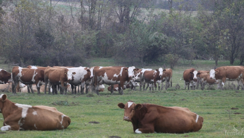 Над 26 000 животновъди ще получат субсидии за 2015 г.
