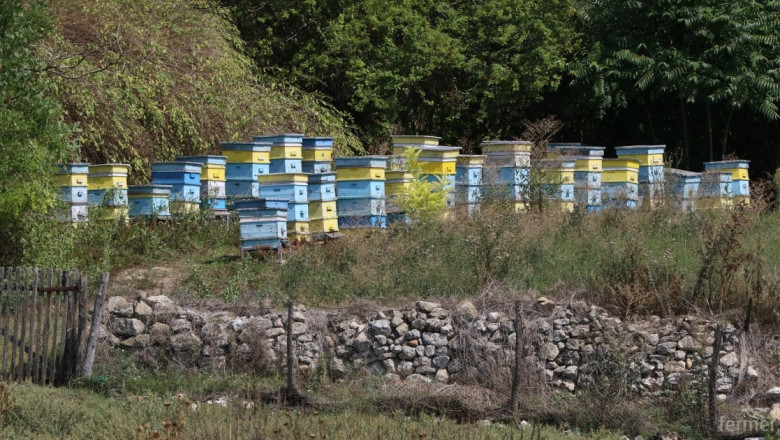 Двойно по-малко мед очакват пчеларите в Шуменско тази година