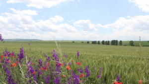 Официално: България остава страна, свободна от ГМО културите - Agri.bg