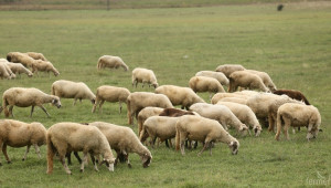 Националната субсидия за овце майки и кози майки ще е 39 лв. на глава животно  - Agri.bg