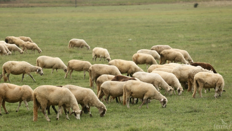 Националната субсидия за овце майки и кози майки ще е 39 лв. на глава животно 