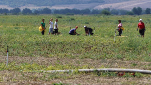 Инспекцията по труда продължава масовите проверки за договори в земеделието - Agri.bg
