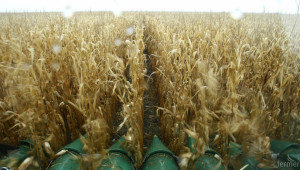 С над 200 кг/дка по-ниски добиви от царевица, отчитат в Ловешко - Agri.bg