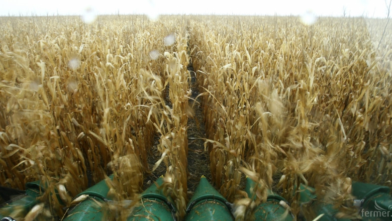 С над 200 кг/дка по-ниски добиви от царевица, отчитат в Ловешко