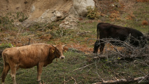 Пробите за антракс на умрелите крави в Търговищко, са отрицателни - Agri.bg