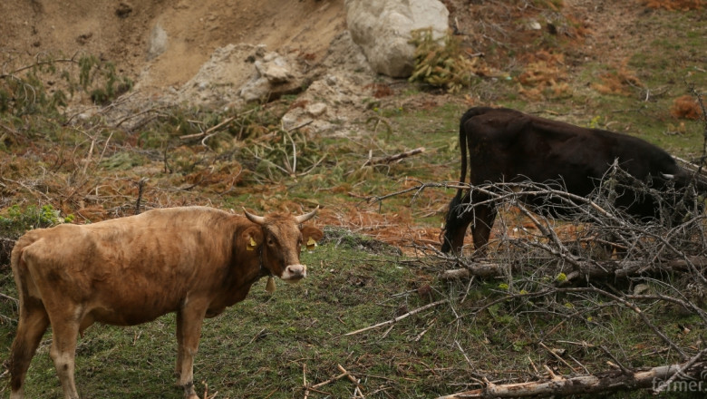 Пробите за антракс на умрелите крави в Търговищко, са отрицателни
