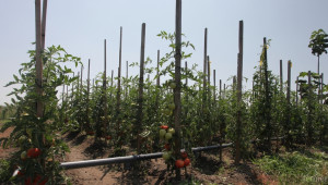 ДФЗ приема документи за борба с вредител по доматите до 30 септември - Agri.bg