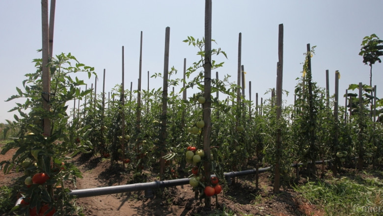 ДФЗ приема документи за борба с вредител по доматите до 30 септември
