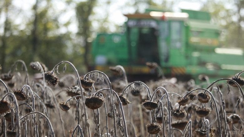 Жътвата на слънчоглед в Ямболско започна с 20% по-ниски добиви 