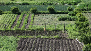 Малки земеделски земи и градини да се облагат с данък от 2016 г., предлага МФ - Agri.bg